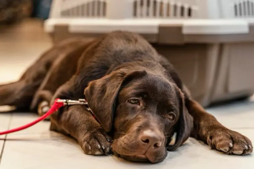 Para detectar la infección es importante revisar síntomas de alarma diariamente, sobre todo si las mascotas han estado en contacto con ganado. Foto: Carlos García