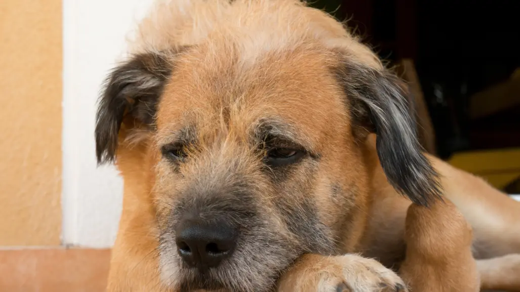 ¿Cómo puedes prevenir y detectar una infección por gusano barrenador en tu mascota en Tamaulipas?