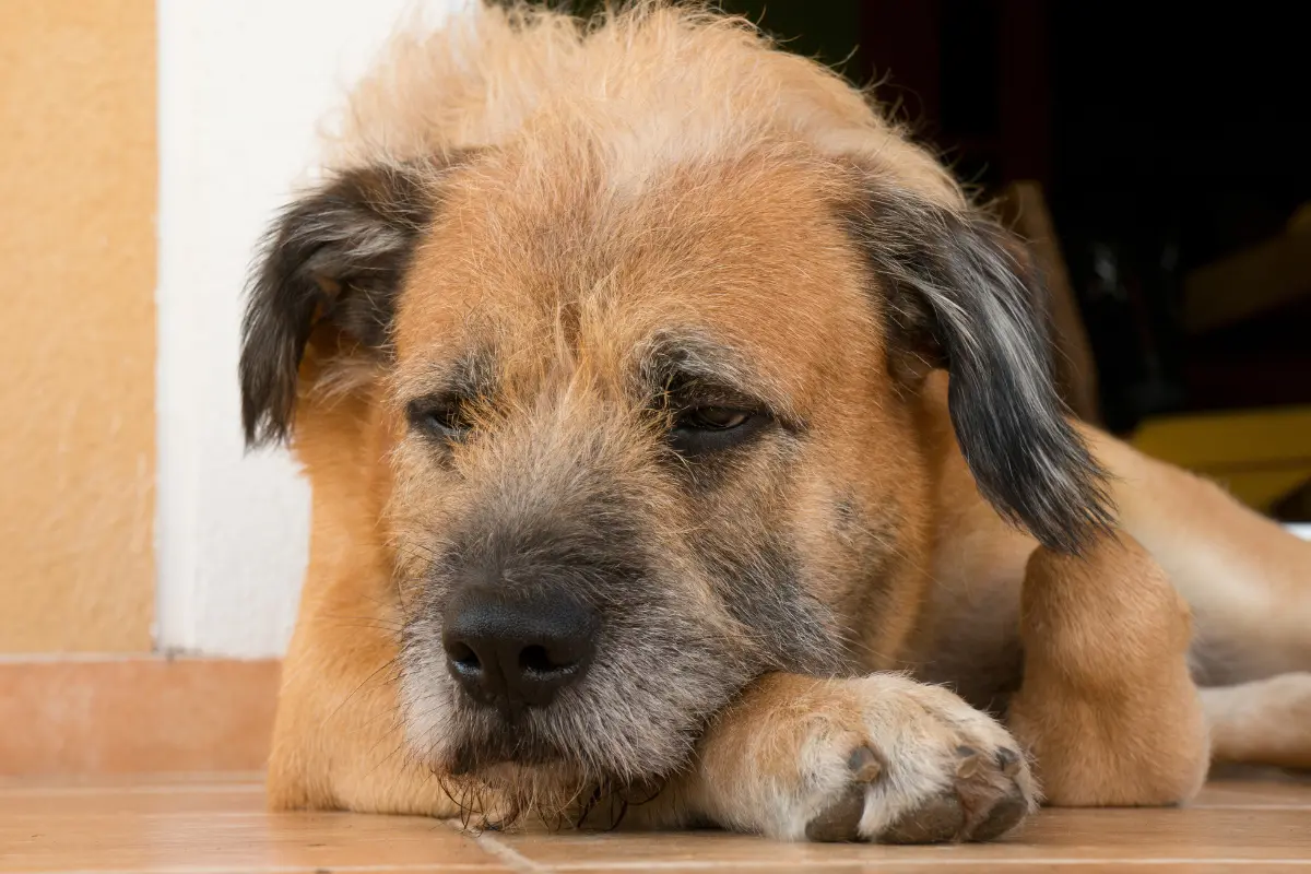 Las mascotas también son susceptibles de padecer la infección provocada por el gusano barrenador. Foto: Freepik