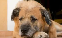 ¿Cómo puedes prevenir y detectar una infección por gusano barrenador en tu mascota en Tamaulipas?