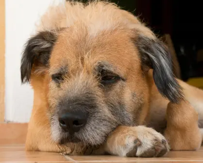 ¿Cómo puedes prevenir y detectar una infección por gusano barrenador en tu mascota en Tamaulipas?