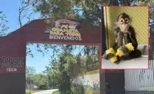 Buscan a Chano en Ramos Arizpe, mono araña de la Mi Granjita para Todos
