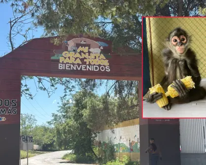 Buscan a Chano en Ramos Arizpe, mono araña de la Mi Granjita para Todos