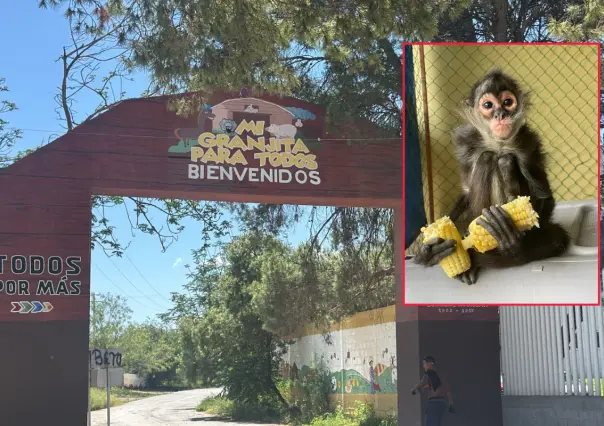 Buscan a Chano en Ramos Arizpe, mono araña de la Mi Granjita para Todos