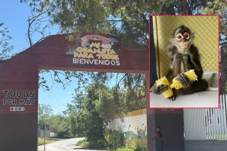 Buscan a Chano en Ramos Arizpe, mono araña de la Mi Granjita para Todos