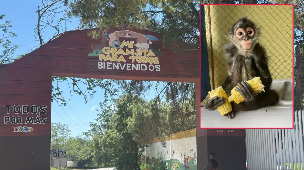 Buscan a Chano en Ramos Arizpe, mono araña de la Mi Granjita para Todos