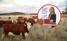 Claudia Sheinbaum prevé reapertura de exportación de ganado a EU antes de noviembre