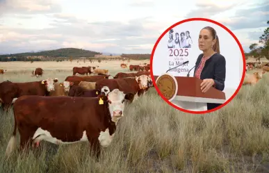 Claudia Sheinbaum prevé reapertura de exportación de ganado a EU antes de noviembre
