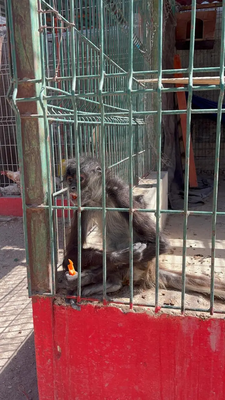 El hábitat donde se localizaba el mono habría tenido algunas aberturas en la parte del cercado, mismas que se dañaron con las intensas lluvias./Foto: Marco Juárez