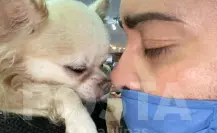 Tiktoker pide justicia por ‘Whisper’ y ‘Chanel’: Denuncia a veterinaria de Tampico