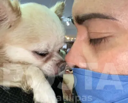 Tiktoker pide justicia por ´Whisper´ y ´Chanel´: Denuncia a veterinaria de Tampico