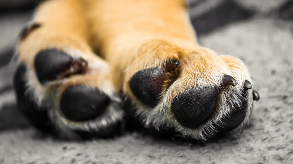 Por la muerte de un perro, vinculan a proceso a estilista canino en Mérida