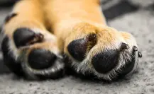 Por la muerte de un perro, vinculan a proceso a estilista canino en Mérida