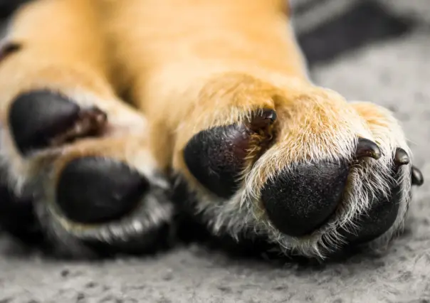 Por la muerte de un perro, vinculan a proceso a estilista canino en Mérida