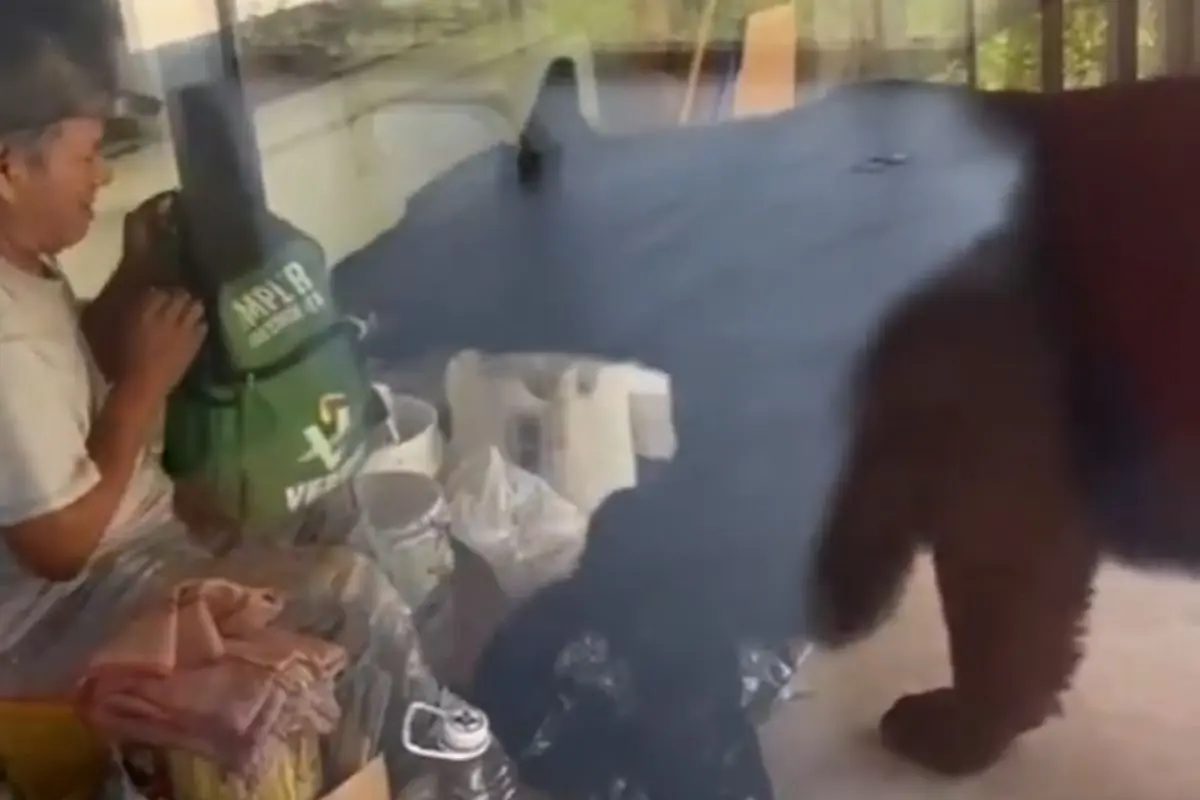 Captura de pantalla del oso y el trabajador intentando arrebatar la mochila Foto: QuePasaenNL