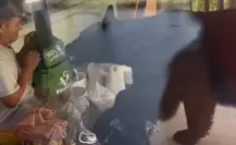 Hombre pelea con un oso por una mochila en Monterrey