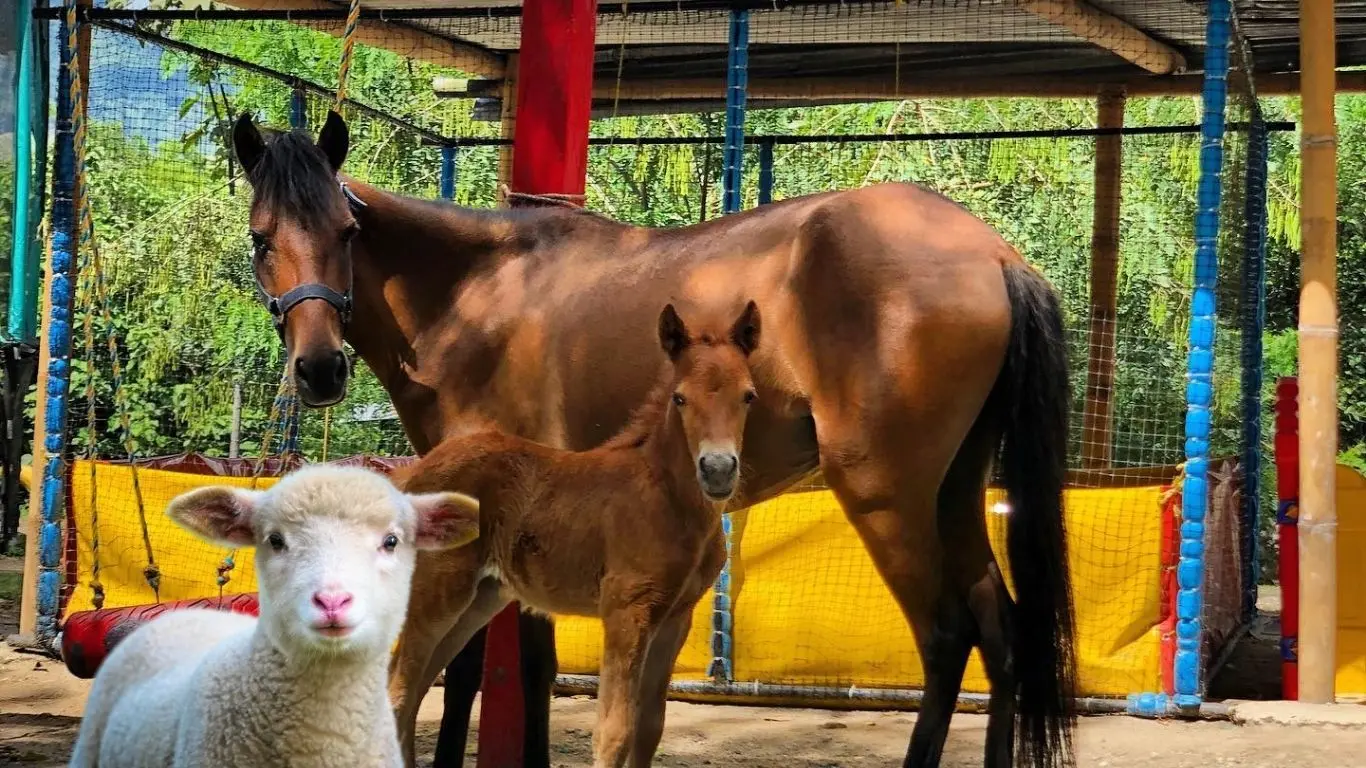 ¿Qué es Ponylandia y por qué todos hablan de este lugar?. Foto: Canva / Ponylandia