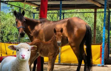 ¿Dónde vivir una aventura con animales miniatura en Mérida?