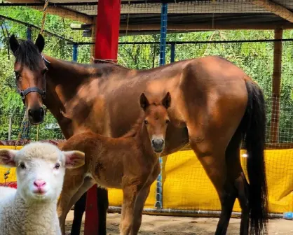 ¿Dónde vivir una aventura con animales miniatura en Mérida?