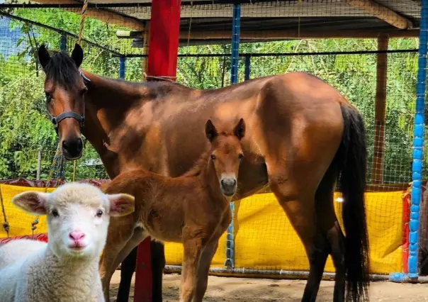 ¿Dónde vivir una aventura con animales miniatura en Mérida?