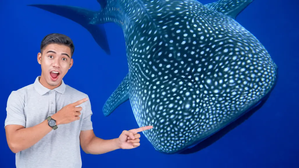 Día del Tiburón Ballena: por qué La Paz es el mejor lugar para ver a este gigante del mar