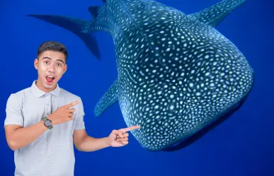 Día del Tiburón Ballena: por qué La Paz es el mejor lugar para ver a este gigante del mar