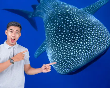 Día del Tiburón Ballena: por qué La Paz es el mejor lugar para ver a este gigante del mar