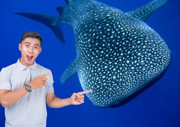 Día del Tiburón Ballena: por qué La Paz es el mejor lugar para ver a este gigante del mar