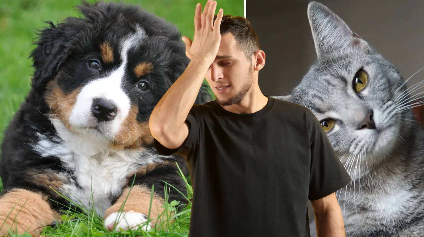 ¿Tienes gatos o perros? Estos son 3 errores frecuentes al cuidar mascotas. Foto: Canva.
