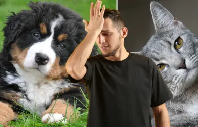 ¿Tienes gatos o perros? Estos son 3 errores frecuentes al cuidar mascotas