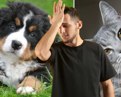 ¿Tienes gatos o perros? Estos son 3 errores frecuentes al cuidar mascotas