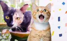 ¿Tu gato es bicolor? Qué es el quimerismo felino y cómo se produce