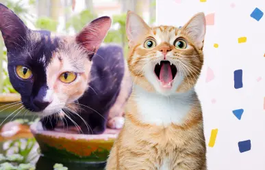 ¿Tu gato es bicolor? Qué es el quimerismo felino y cómo se produce