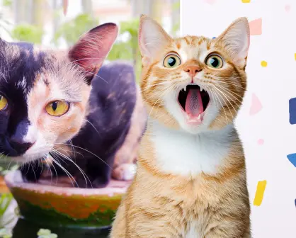 ¿Tu gato es bicolor? Qué es el quimerismo felino y cómo se produce