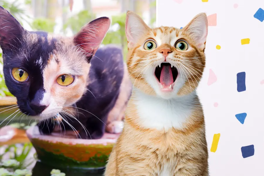 ¿Tu gato es bicolor? Qué es el quimerismo felino y cómo se produce