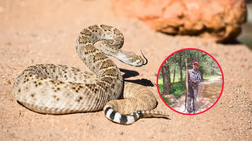 La impresionante víbora de cascabel capturada en Durango por un campesino