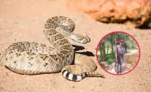 La impresionante víbora de cascabel capturada en Durango por un campesino