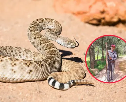La impresionante víbora de cascabel capturada en Durango por un campesino