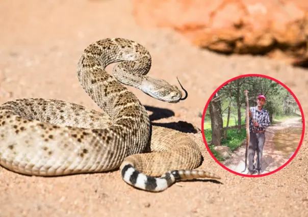La impresionante víbora de cascabel capturada en Durango por un campesino