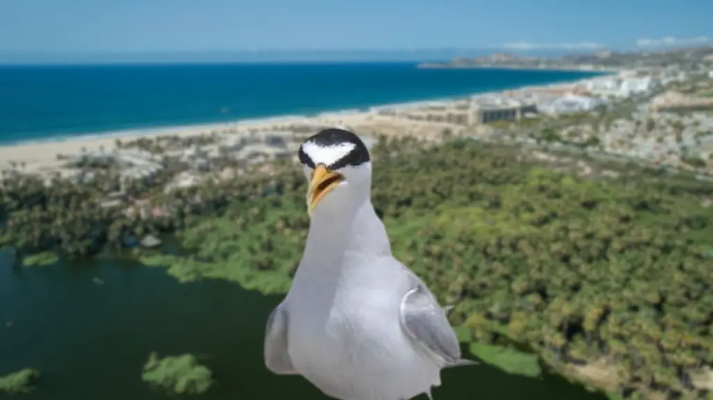 Aumenta la presencia del gallito marino en playas de Los Cabos