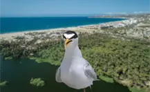 Aumenta la presencia del gallito marino en playas de Los Cabos