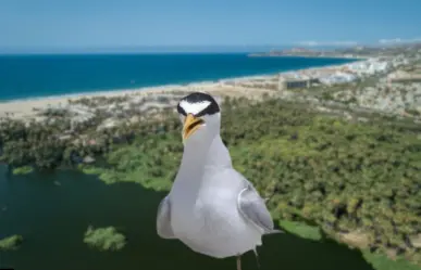 Aumenta la presencia del gallito marino en playas de Los Cabos