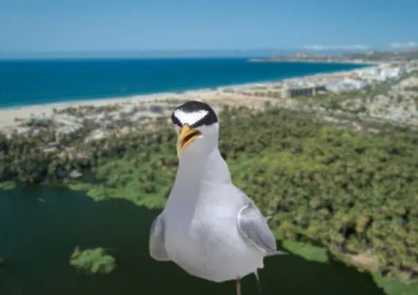 Aumenta la presencia del gallito marino en playas de Los Cabos