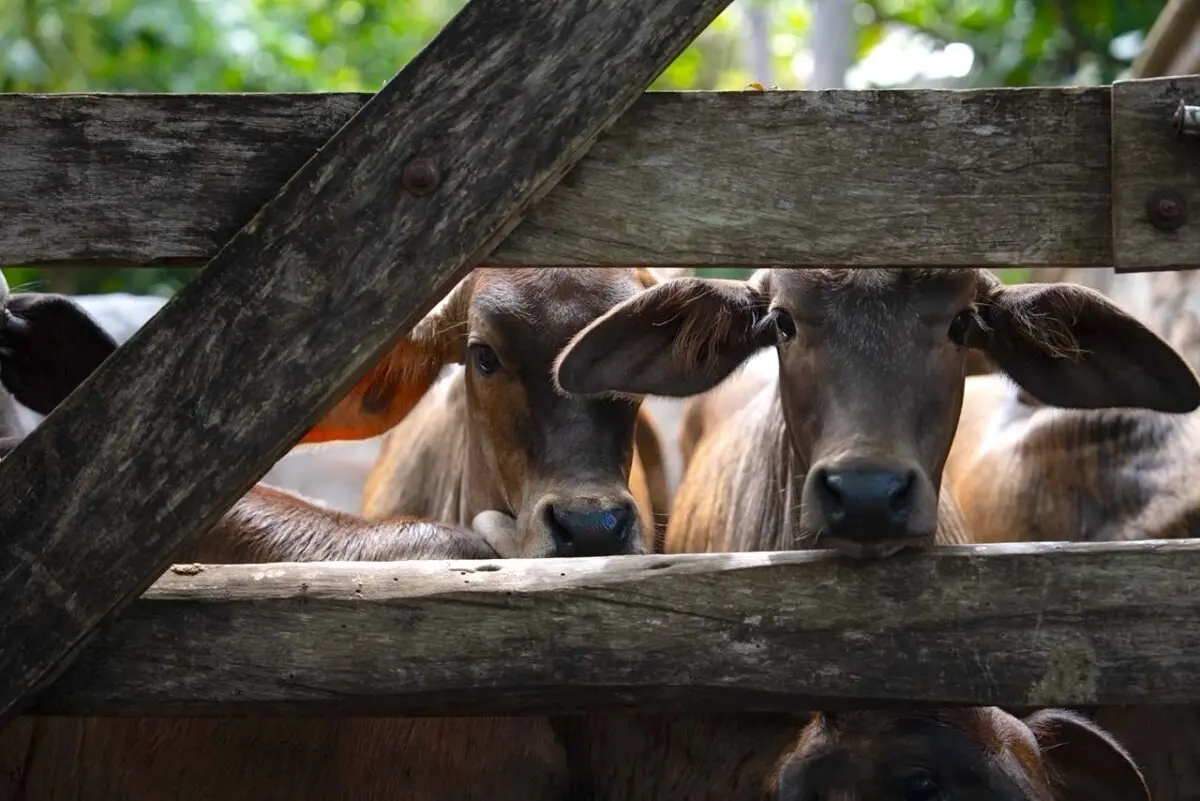 ¿Qué animales son los más afectados por el gusano barrenador? Foto: Canva