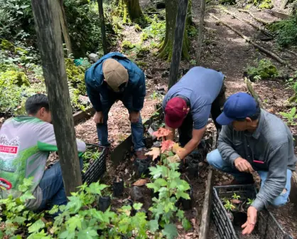Impuesto verde en Tamaulipas ¿Qué es y quién debe pagarlo? 