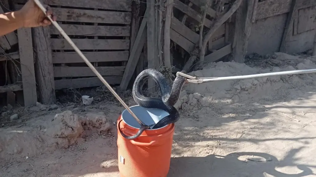 Terror en Escobedo: familia encuentra serpiente gigante en su vivienda