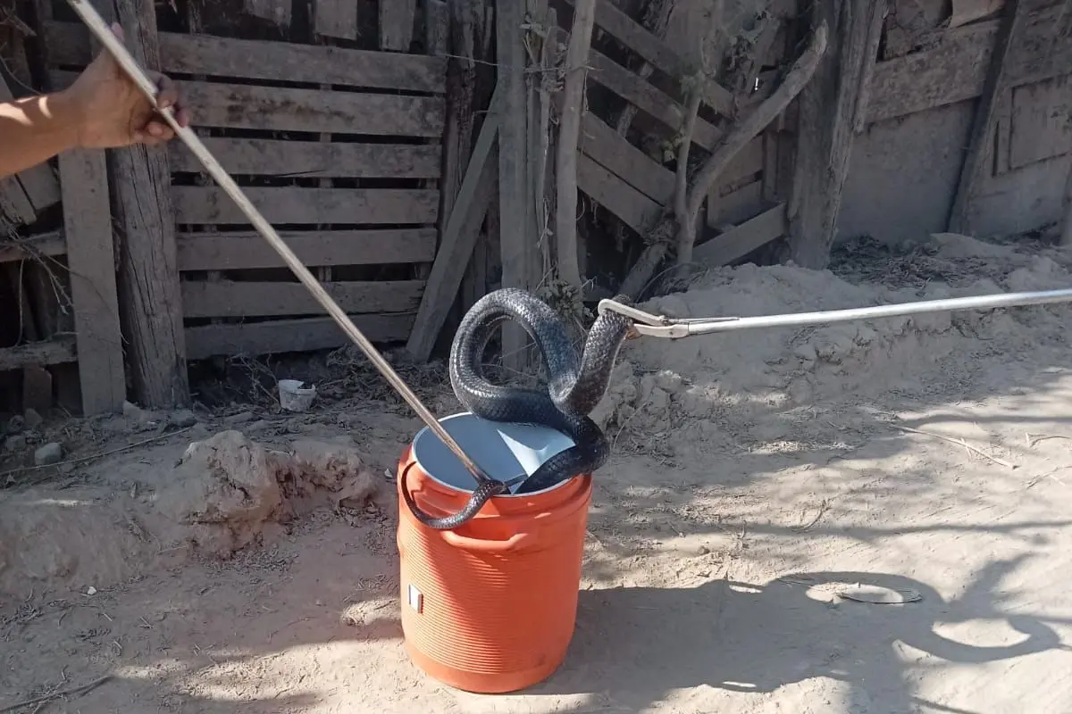 Tras vivir momentos de angustia y terror luego de que una serpiente ingresara a su vivienda en Escobedo. Foto: PC Escobedo