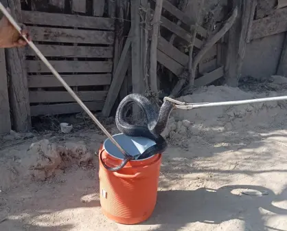 Terror en Escobedo: familia encuentra serpiente gigante en su vivienda