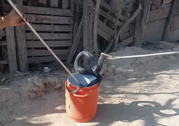 Terror en Escobedo: familia encuentra serpiente gigante en su vivienda