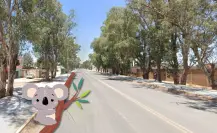 El bulevar de Durango famoso por sus enormes eucaliptos